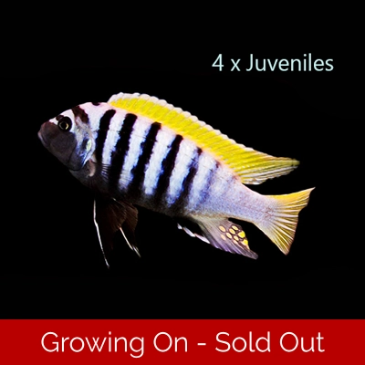 4 x 3-5cm Cynotilapia afra "Jalo Reef" - juveniles 4 x 3-5cm Cynotilapia afra "Jalo Reef" - juveniles